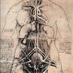 Leonardo Da Vinci Anatomy Drawing!
